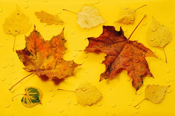 Herbst Hintergrund Gelb Rot Blätter Ahorn Birke Eiche Auf Gelb — Stockfoto
