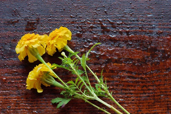 Fundo Flor Três Flores Amarelas Calêndulas Água Mesa Madeira Gotas — Fotografia de Stock