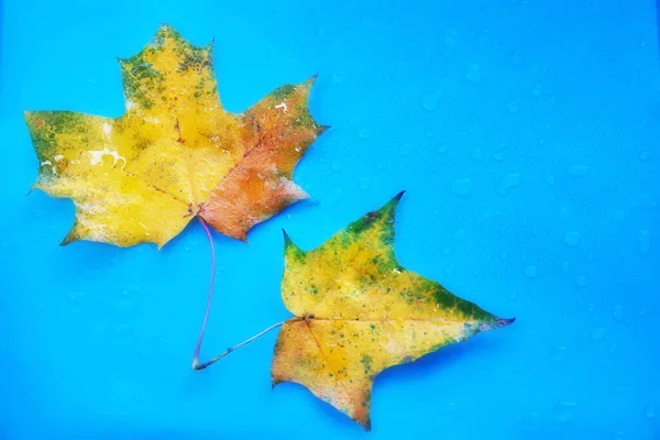 Akçaağaç Mavi Arka Planda Sonbahar Kırmızısı Sarısını Bırakır Damlası Sonbahar — Stok fotoğraf