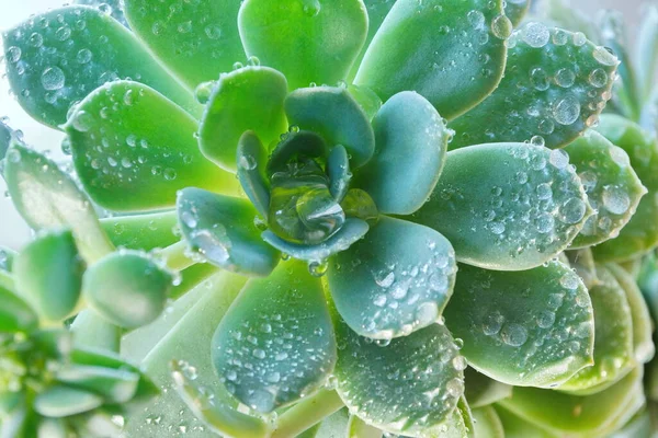 Cactus Echeveria Gouttelettes Eau Sur Les Feuilles — Photo