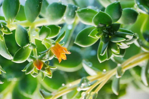 Cactus Echeveria Gouttelettes Eau Sur Les Feuilles — Photo