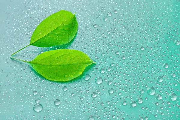 Mavi arka planda iki yeşil Apple yaprağı. Su damlası. tasarım için