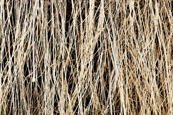 Altes Gras Trockenes Gras Bedeckt Hintergrund Textur — Stockfoto