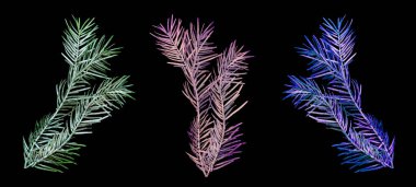 Üç beyaz, pembe, mor, karlı köknar dalını siyah arka planda izole et.