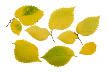 Sarı sonbahar karaağaç yaprakları beyaz arkaplan dokusuna yakın çekim izole edilmiş.