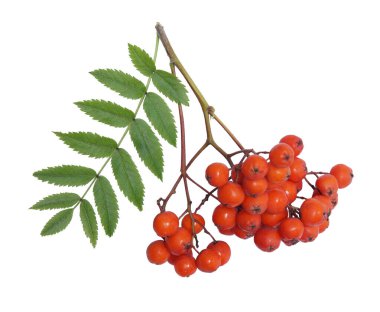 Yeşil yapraklı, olgun kırmızı Rowan sürüsü beyaz arka planda izole edilmiş.