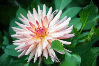 Güzel beyaz Dahlia şerbeti bahçedeki makroda yakın plan.