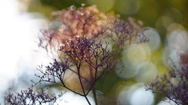 Güzel sonbahar ya da bahar arkaplanı. Deadwood Dill Sunset Bokeh geçmişi bulanıklaştırdı. küçük alan derinliği