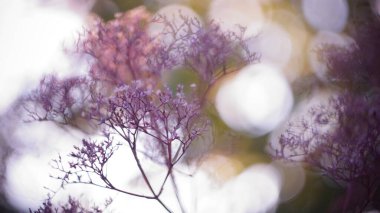 Güzel sonbahar ya da bahar arkaplanı. Pembe Deadwood Dereotu Gün batımı Bokeh bulanık arkaplan. küçük alan derinliği