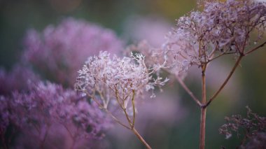 Güzel sonbahar ya da bahar arkaplanı. Pembe Deadwood Dereotu Gün batımı Bokeh bulanık arkaplan. küçük alan derinliği