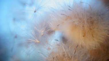 Devedikeni kabarık. Gün batımında devedikeni kabarıklığı. sonbahar arkaplan makrosu