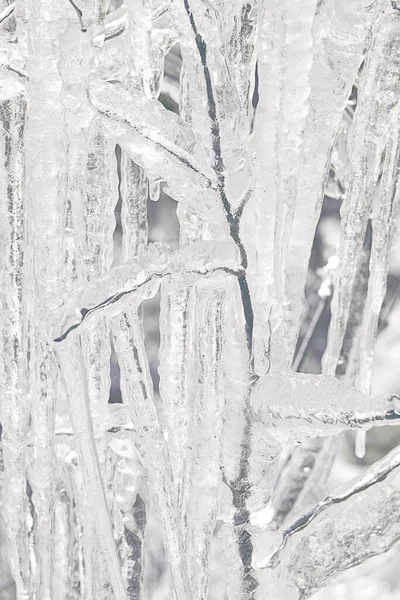 在冰里的树冰柱在春季或冬季融化 — 图库照片