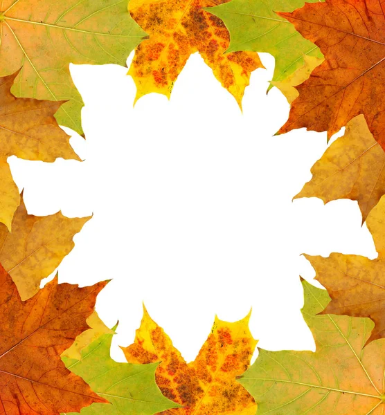 Frame Autumn Natural Maple Leaf Isolated White Background — Stock Photo, Image