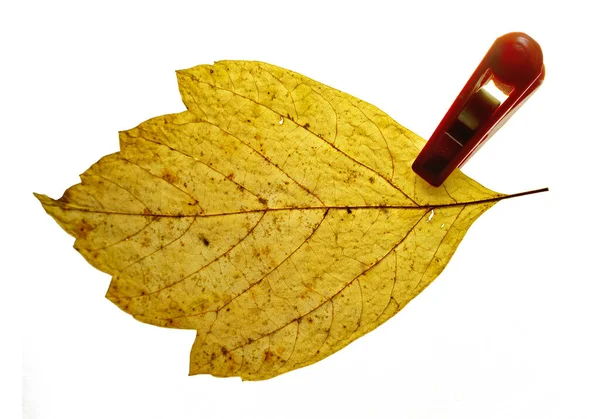 Gele Herfstblad Rode Wasknijper Waslijn Geïsoleerd Witte Achtergrond Close Concept — Stockfoto