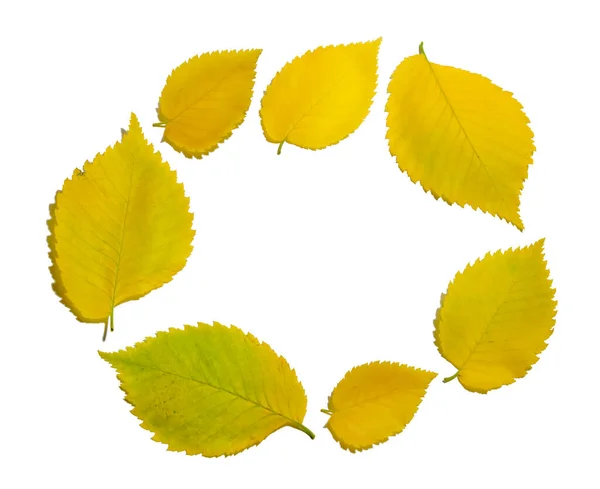 Rond Frame Van Gele Herfstiep Bladeren Geïsoleerd Witte Achtergrond Textuur — Stockfoto