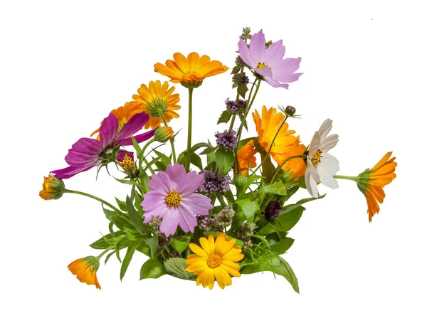 kompozisyon çiçekleri calendula kozmos nane, sarı, pembe, mor renkler kapalı beyaz arka plan kapalı