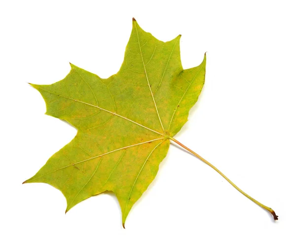 Autumn Natural Maple Leaf Green Yellow Isolated White Background Closeup — Stock Photo, Image