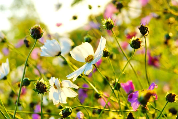 Colorful Cosmos Flowers Garden Beautiful Floral Background Closeup — Stock Photo, Image