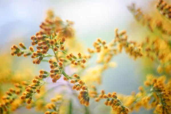 Floral Background Mimosa Yellow Blurred Background Small Dof Closeup — Stock Photo, Image
