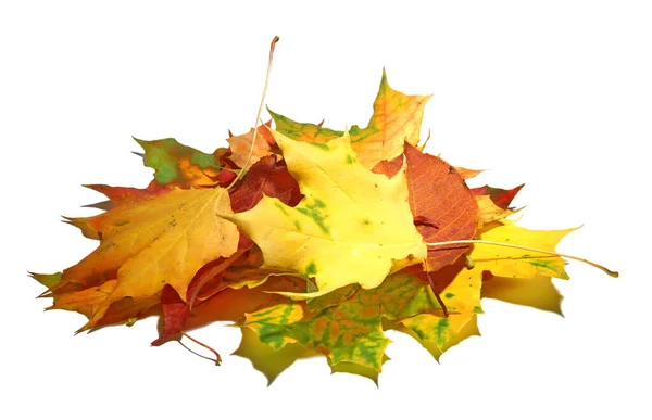 Podzimní Přírodní Javorový List Izolovaný Bílém Pozadí Spousta Barevných Podzimních — Stock fotografie