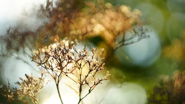 Vacker Höst Eller Vår Bakgrund Död Trä Dill Solnedgång Bokeh — Stockfoto