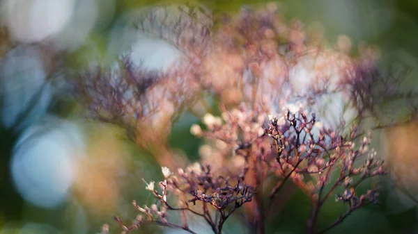 Hermoso Fondo Otoño Primavera Deadwood Eneldo Puesta Del Sol Bokeh —  Fotos de Stock