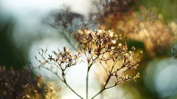 Beautiful Autumn Spring Background Deadwood Dill Sunset Bokeh Blurred Background — Stock Photo, Image