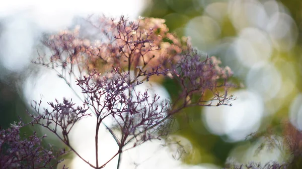 Hermoso Fondo Otoño Primavera Deadwood Eneldo Puesta Del Sol Bokeh —  Fotos de Stock