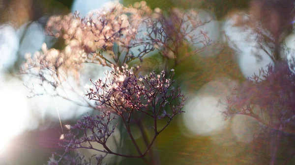 Vacker Höst Eller Vår Bakgrund Död Trä Dill Solnedgång Bokeh — Stockfoto