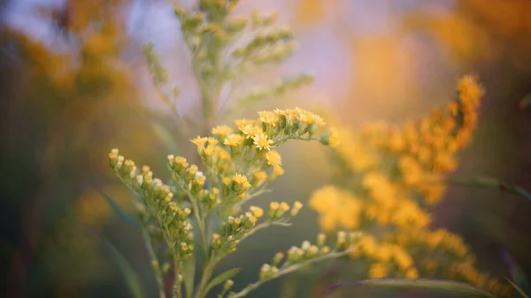 Gul Mimosa Ved Solnedgang Haven Close Efterårsbaggrund Smuk Blomstret Baggrund - Stock-foto