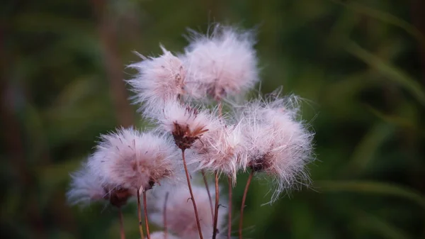 Thistle Fluffy Thistle Fluff Close Autumn Background Macro — Stock Photo, Image