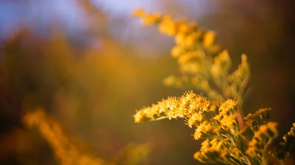 Amarillo Mimosa Atardecer Primer Plano Del Jardín Fondo Otoño Hermoso —  Fotos de Stock