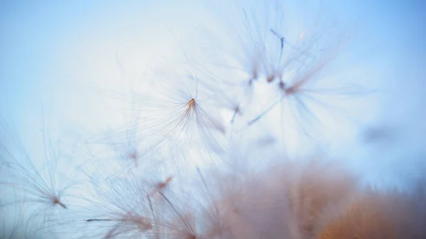 Devedikeni kabarık. Gün batımında devedikeni kabarıklığı. sonbahar arkaplan makrosu