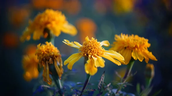 Hermoso Fondo Floral Caléndulas Amarillo Anaranjado Atardecer Primer Plano —  Fotos de Stock