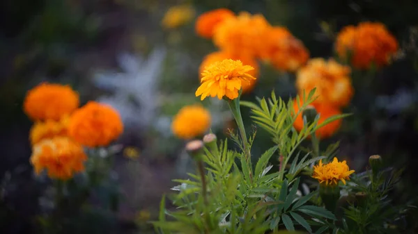 Beautiful Floral Background Marigolds Yellow Orange Sunset Close — Stock Photo, Image