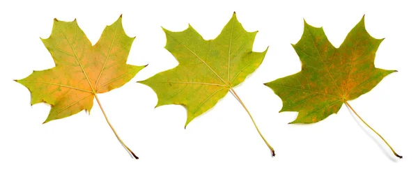 Set Van Drie Mooie Herfst Esdoorn Bladerengroen Geel Geïsoleerd Witte — Stockfoto