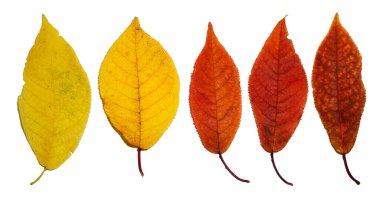 Kuş kirazlı sonbahar kırmızı yapraklı dokuyu izole edilmiş beyaz arka plana yakın plan üzerine ayarla