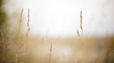 Sonbahar arkaplanı. Sonbahar alanı sisli ön planda bulanık arka plan bokeh. Sonbahar melankoli nostaljisi.