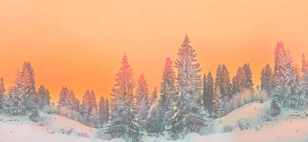 Paisagem Inverno Árvores Nevadas Belo Pôr Sol Árvores Geladas Fantasiosas — Fotografia de Stock
