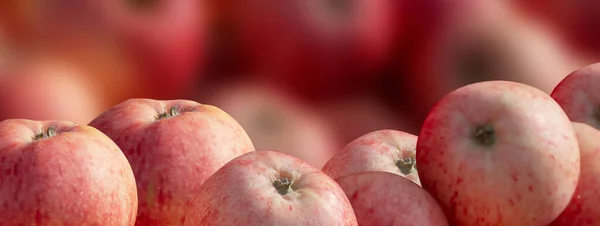Massor Äpplen Rosa Och Röd Banner För Webbplats Webbdesign Närbild — Stockfoto