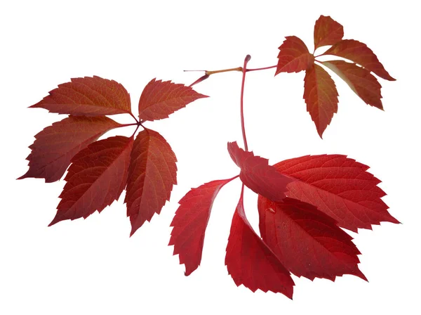 Feuilles Automne Rouge Liane Isolées Sur Fond Blanc Macro Gros — Photo