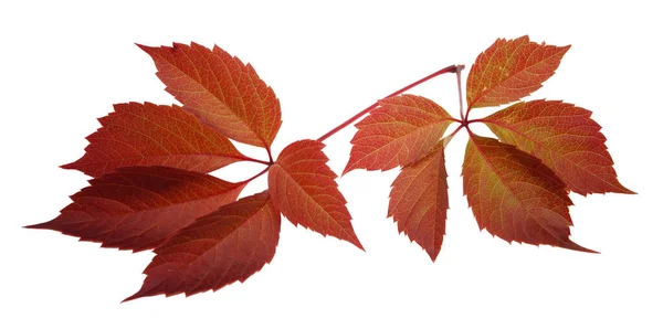 Liana Rode Herfstbladeren Geïsoleerd Witte Achtergrond Macro Close Voor Ontwerp — Stockfoto