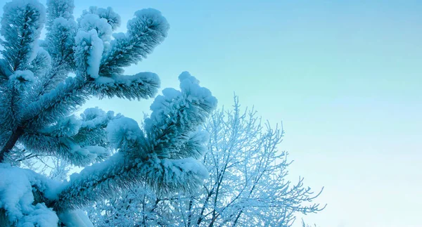 Zima Tło Sosna Gałąź Śniegu Zbliżenie — Zdjęcie stockowe