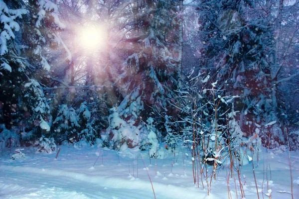 Beautiful Winter Landscape Trees Snow Sun Evening Bokeh Christmas Postcard — Stock Photo, Image