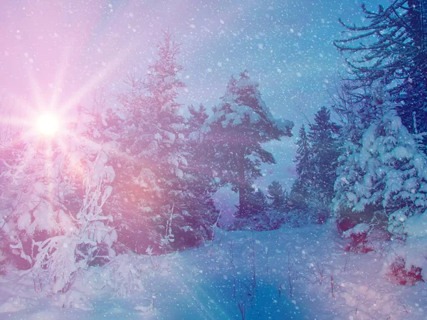 Luz Sol Floresta Abeto Noite Fadas Inverno Árvores Abeto Cobertas — Fotografia de Stock