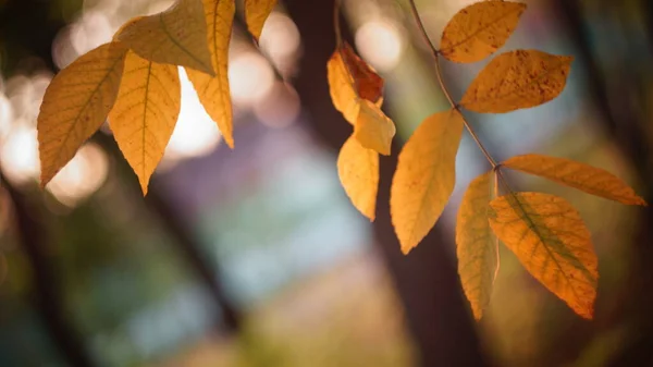 autumn colors of leaves. beautiful ash leaves yellow greenish in the city Park blurred background bokeh close-up