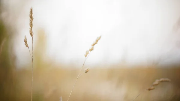 Sonbahar arkaplanı. Sonbahar alanı sisli ön planda bulanık arka plan bokeh. Sonbahar melankoli nostaljisi.
