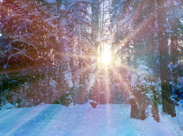 Paisagem Floresta Inverno Noite Sol Põe Abeto Neve Close — Fotografia de Stock