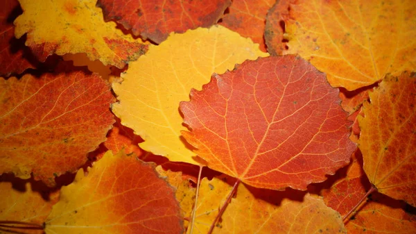 Herbstblätter Von Espen Gefallene Gelbe Rote Blätter Hintergrund Textur Nahaufnahme — Stockfoto
