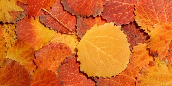 アスペンの紅葉 落ちた黄色の赤の葉の背景の質感アスペンの葉の終わり秋のカーペット — ストック写真
